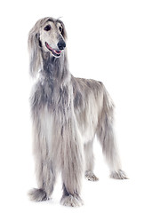 Image showing afghan dog