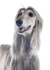 Image showing afghan dog