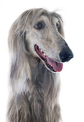 Image showing afghan dog