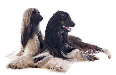 Image showing afghan dogs