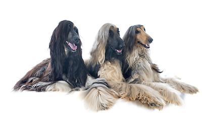 Image showing afghan hounds