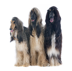 Image showing afghan dogs