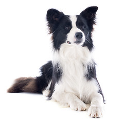 Image showing border collie