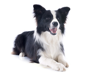 Image showing border collie