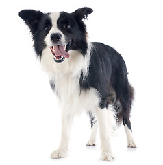 Image showing border collie