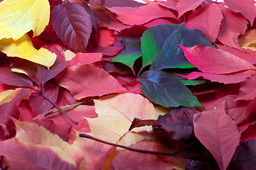 Image showing Background of multicolor autumn leaves