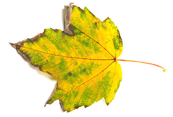 Image showing Autumn leaf on white background