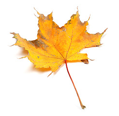 Image showing Dry autumn maple leaf