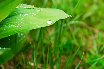 Image showing leaves of wild garlic