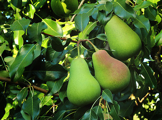 Image showing Three large ripe pears hanging on the tree.
