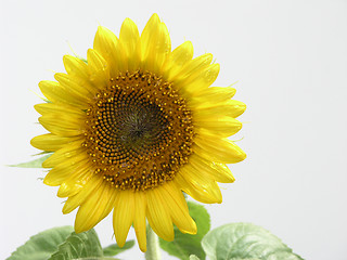 Image showing Sun Flower Isolated