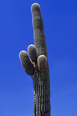 Image showing Saguaro cactus