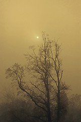 Image showing Autumn Fog