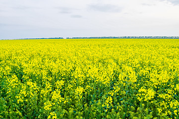 Image showing yellow field