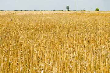 Image showing after harvest