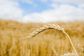 Image showing spikelet