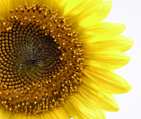 Image showing Sun Flower Macro