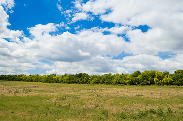 Image showing forest