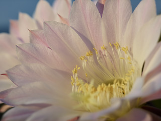 Image showing Violet flower of Cactus
