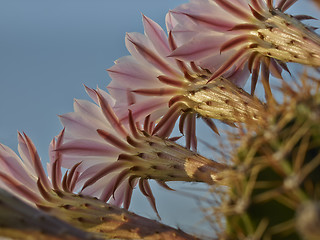 Image showing Violet flowers of Cactus