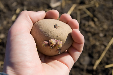 Image showing potatoes in hand