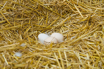 Image showing eggs on straw