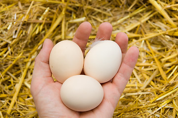 Image showing eggs in hand