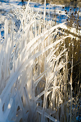 Image showing frozen grass