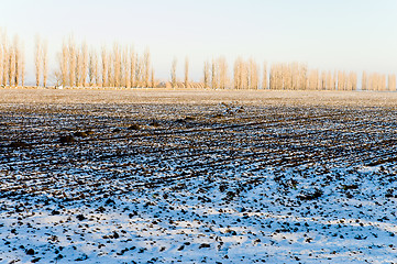 Image showing cultivated field under snow