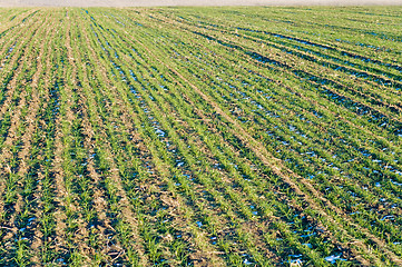 Image showing winter crop