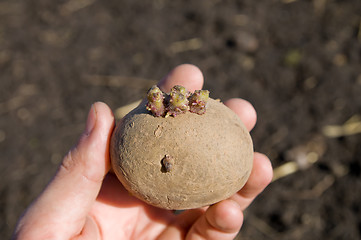 Image showing potatoes in hand