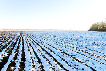 Image showing winter field