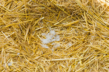 Image showing nest in straw