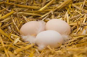 Image showing eggs in straw