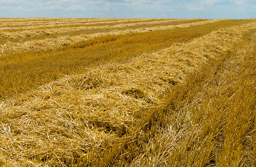 Image showing gold field