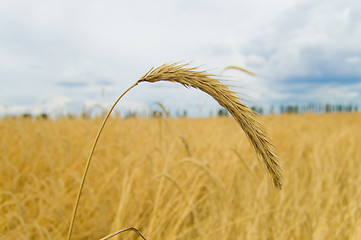 Image showing one ear