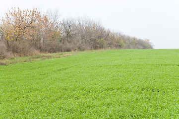 Image showing autumn field