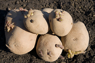 Image showing potatoes