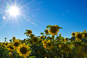 Image showing Sunbeams over sunflowers