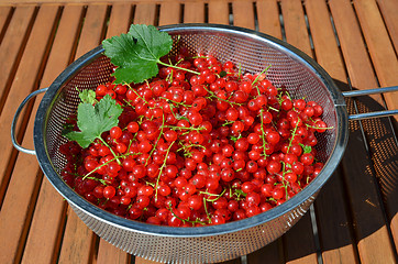 Image showing Bowl with red currants