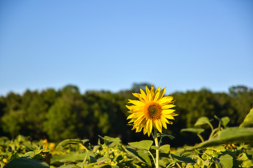 Image showing The tallest one