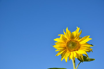 Image showing Single sunflower