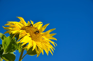Image showing Bumble-bees at sunflower
