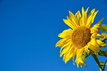 Image showing Sunflower closeup