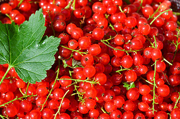 Image showing Redcurrant closeup