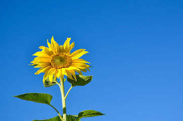 Image showing Sunflower at blue sky