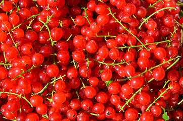 Image showing Healthy red currants