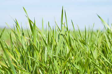 Image showing green grass