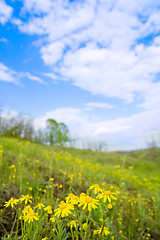 Image showing flowers on green meadow