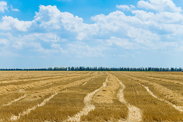 Image showing summer field after harvesting